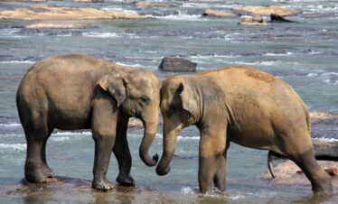 Sri Lanka Tour Package – 4 Nights / 5 DaysDestinations: Kandy (1N) | Nuwara Eliya (1N) | Bentota (1N) | Colombo (1N)