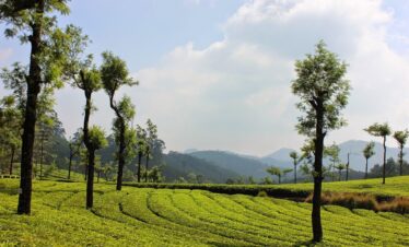 Kerala Backwaters & Hill Stations Tour – Munnar, Thekkady & Alleppey (4N/5D)